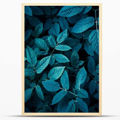 Trend dark blue background with leaves. Plant in shadow. Copyspace for design