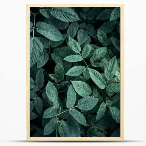 Trend dark green background with leaves. Plant in shadow. Copyspace for design