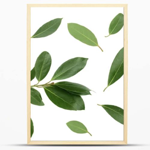 laurel isolated on white background. Fresh bay leaves. Top view. Flat lay pattern