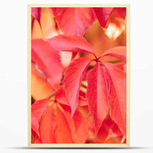 close up of beautiful autumnal plants with red leaves