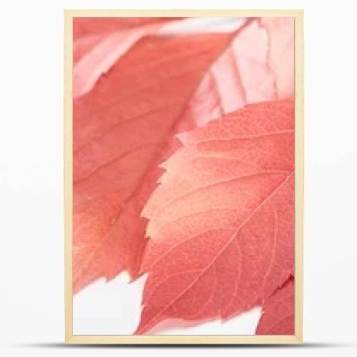 close up view of colorful autumn leaves of wild grapes on white background, panoramic shot