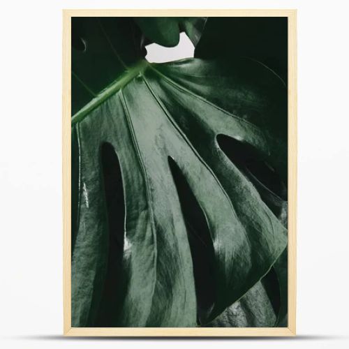 full frame shot of monstera leaves isolated on white