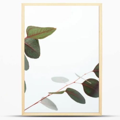 close up of green eucalyptus branches isolated on white