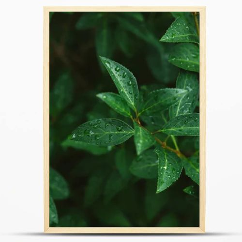 green leaves with water drops after rain