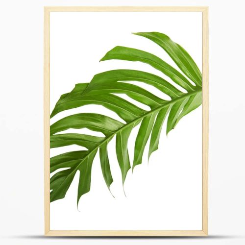 Monstera deliciosa leaf or Swiss cheese plant, Tropical foliage isolated on white background, with clipping path