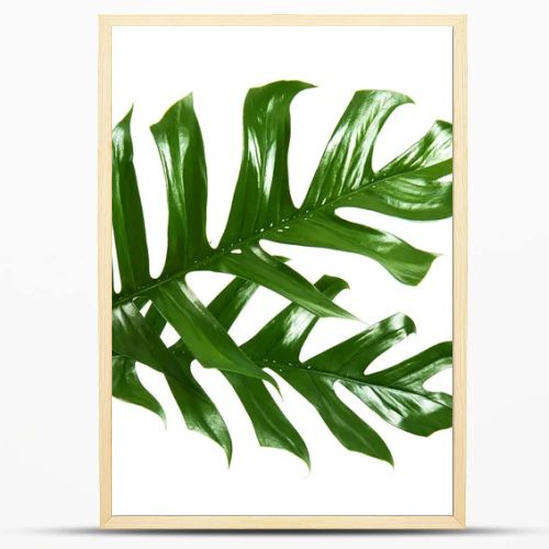 Monstera deliciosa leaf or Swiss cheese plant, Tropical foliage isolated on white background, with clipping path                               