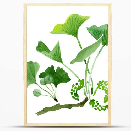 Green ginkgo biloba with leaves isolated on white. Watercolour ginkgo biloba drawing isolated illustration element.