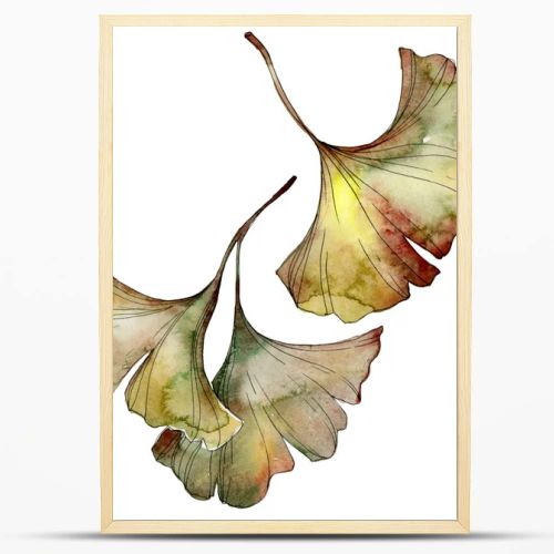 Green and yellow ginkgo biloba leaves isolated on white. Watercolor background illustration set. 