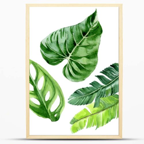 Exotic tropical hawaiian palm tree leaves isolated on white. Watercolor background illustration set. 