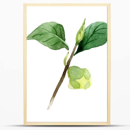 Camellia bud with green leaves isolated on white. Watercolor background set.