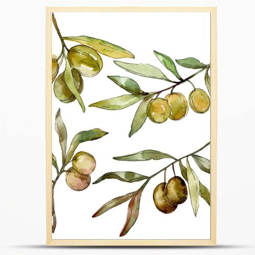 Green olives watercolor background. Watercolour drawing aquarelle. Green leaf isolated olives illustration element.
