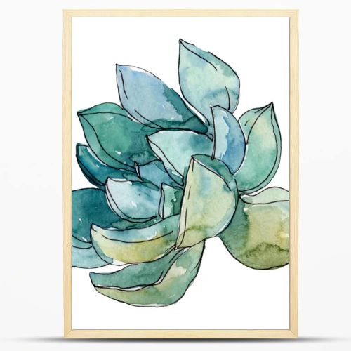 Succulents floral botanical flowers. Wild spring leaf wildflower. Watercolor background illustration set. Watercolour drawing fashion aquarelle. Isolated succulent illustration element.