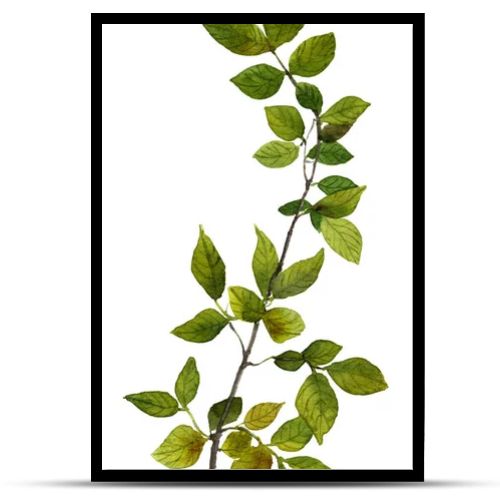 Picture of a tree branch with green leaves hand painted in watercolor on the white background 