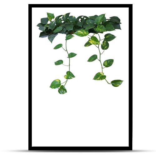 Heart shaped green yellow leaves of devil's ivy or golden pothos with hanging branches isolated on white background, clipping path included.