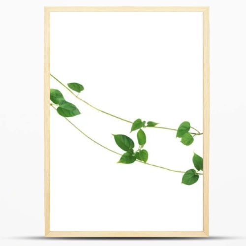 Jungle vines liana plant with heart shaped green leaves of Cowslip creeper (Telosma cordata), nature frame layout isolated on white background with clipping path.