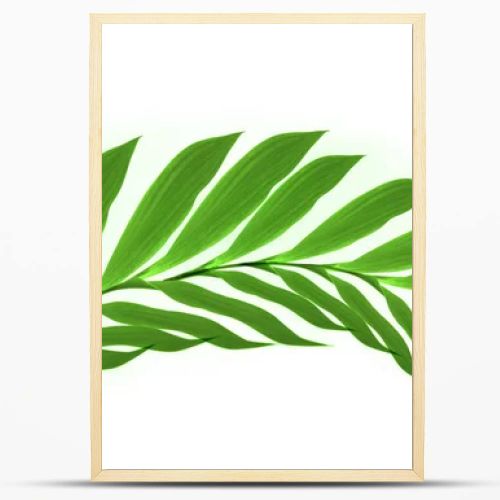 Close up of  green leaves on white