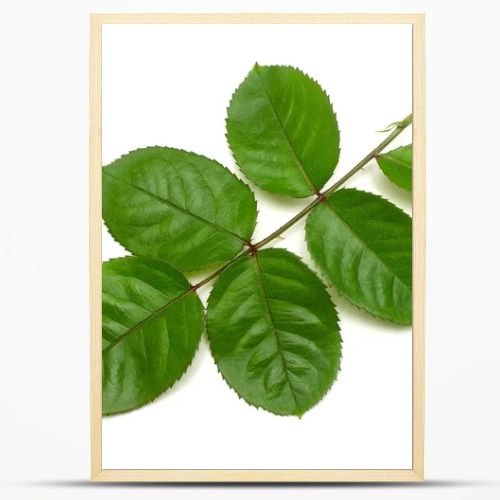 Branch of a rose with leaf isolated on white background. Flat la