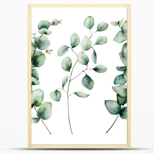 Watercolor silver dollar eucalyptus set. Hand painted baby, seeded and silver dollar eucalyptus branch isolated on white background. Floral illustration for design, print, fabric or background.