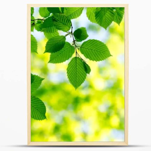 green leaves background in sunny day