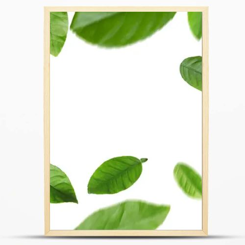 Green citrus leaves swirling in air against white background