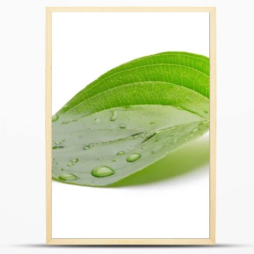 Green leaf with water drops