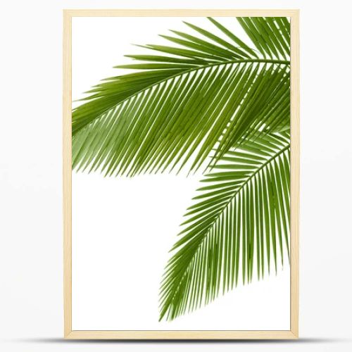 Palm leaves