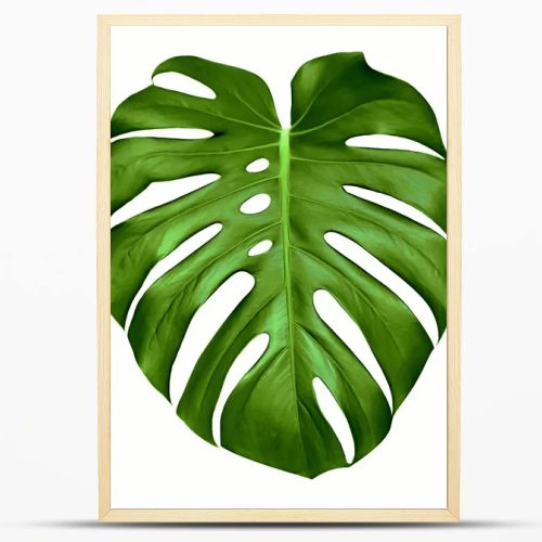 Monstera leaf.