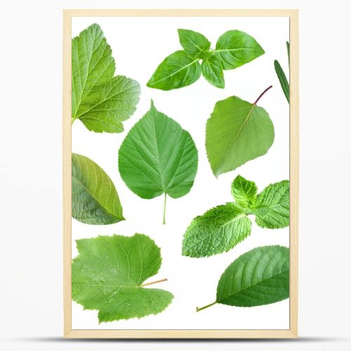 Collection of garden leaves