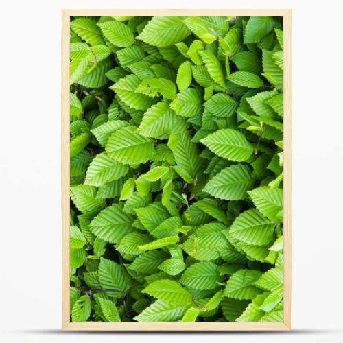 Green leaves background