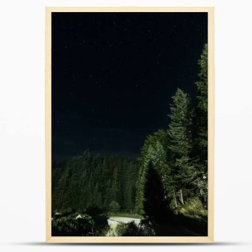 low angle view of green trees against night sky with shining stars 