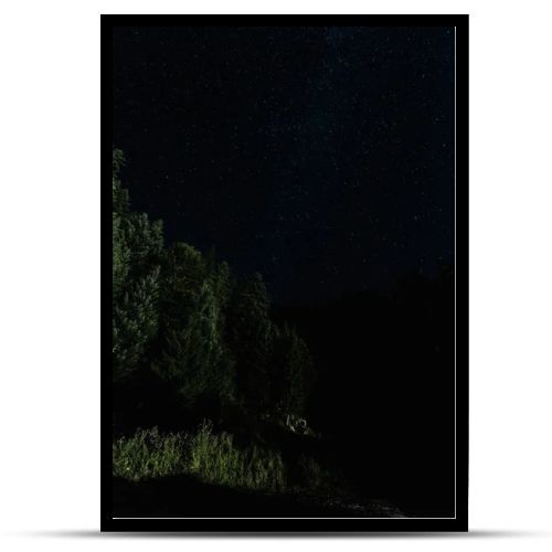 low angle view of trees against night sky with stars 