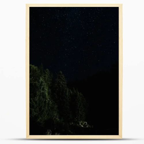 low angle view of tress near stars shine at night 