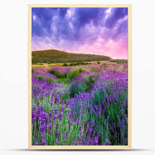 Sunset over a summer lavender field in Tihany, Hungary