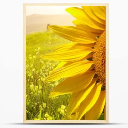 landscape with sunflowers in Tuscany, Italy