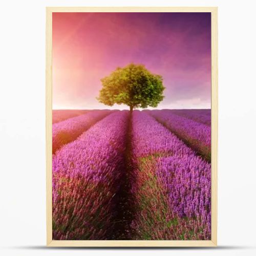 Stunning lavender field landscape Summer sunset with single tree