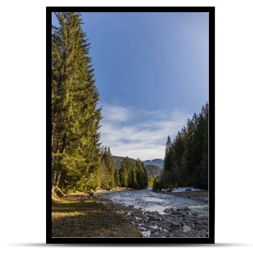 Landscape with tall spruce trees and mountain river 