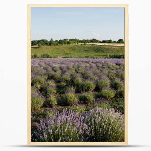 lavender flowers blooming in meadow on summer day