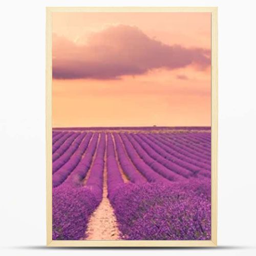 Wonderful nature landscape, amazing sunset scenery with blooming lavender flowers. Moody sky, pastel colors on bright landscape view. Floral panoramic meadow nature in lines with trees and horizon