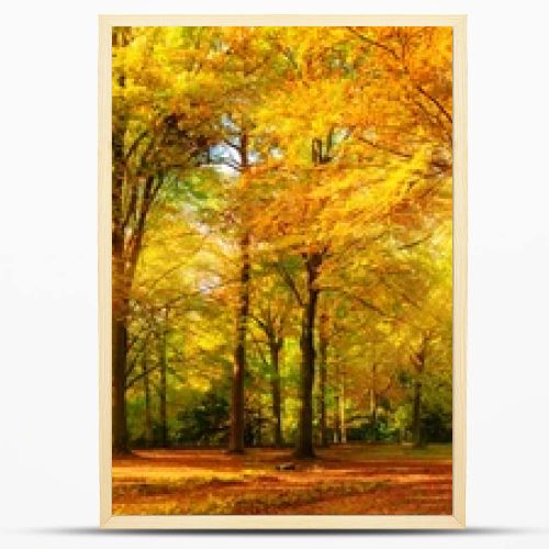 Gorgeous autumn panorama of a sunny forest