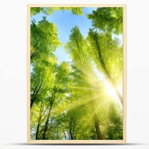 Enchanting sunshine on green treetops