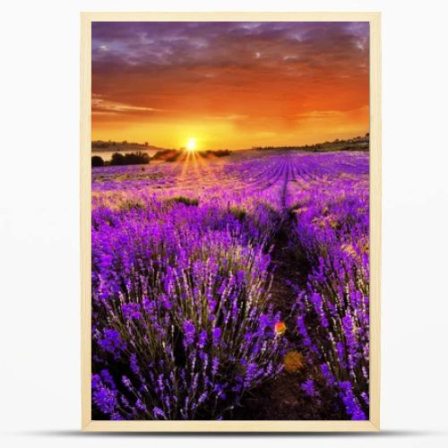 Beautiful landscape of lavender field with setting sun and orange sky