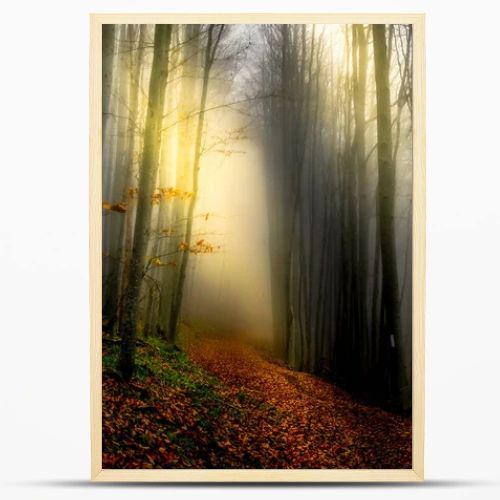 Mystical lights in the forest