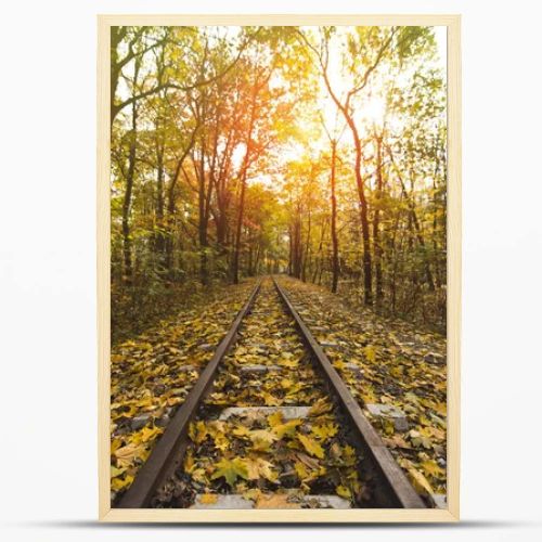 railroad in autumn forest