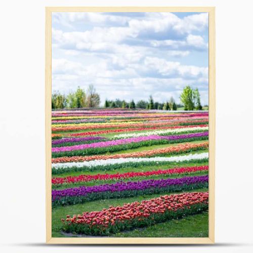 colorful tulips field with blue sky and clouds