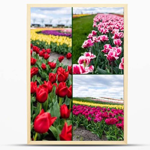 selective focus of colorful tulips field and house, collage