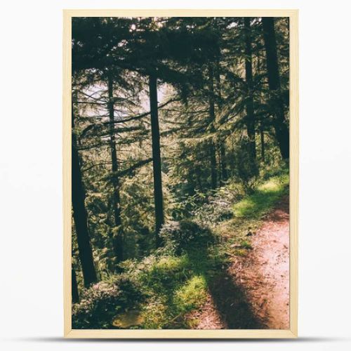 beautiful green trees and footpath in Indian Himalayas, Dharamsala, Baksu