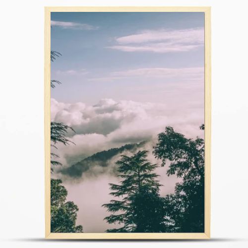 evergreen trees and beautiful mountains with clouds in Indian Himalayas 