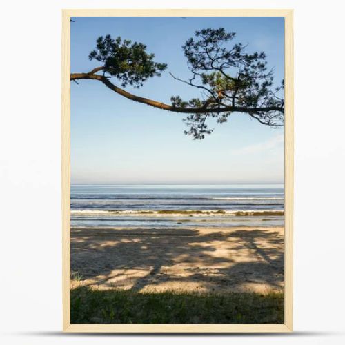 tree on coastline