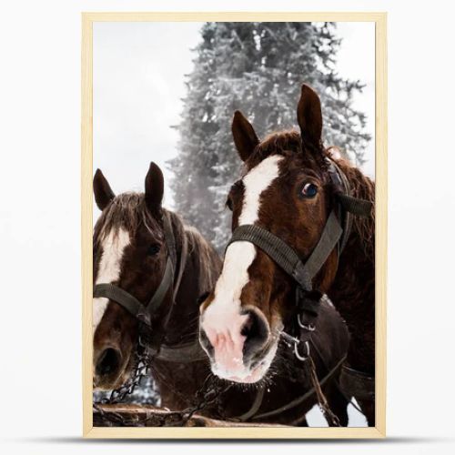 horses with horse harness in snowy mountains with pine trees