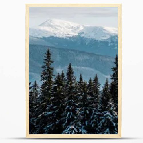 scenic view of snowy mountains with pine trees in white fluffy clouds, panoramic shot